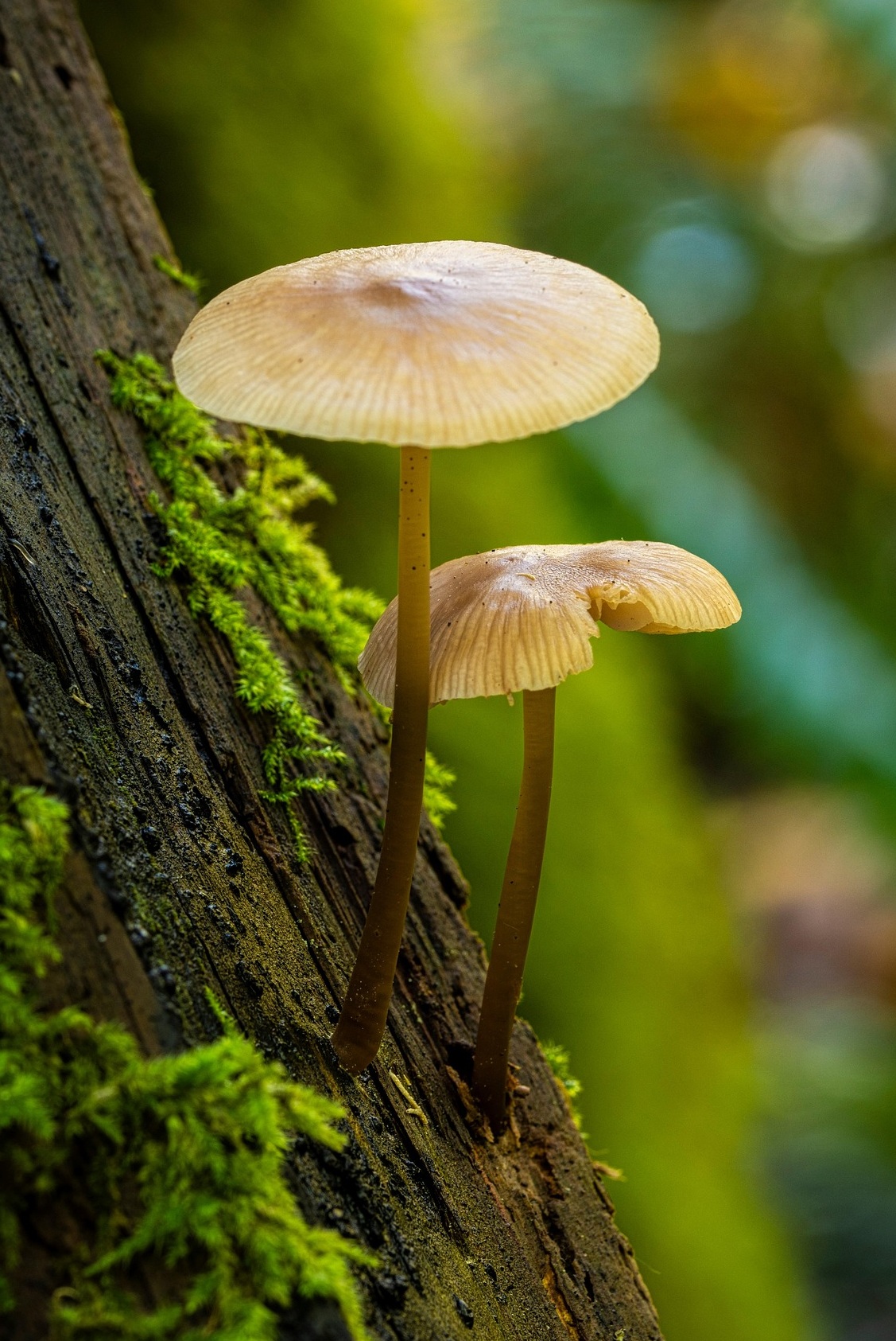 Waldgruppe Naturschutzstation